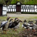 Mortensaften: Denmark's goose-eating annual tradition explained