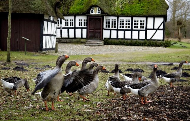 Mortensaften: Denmark’s goose-eating annual tradition explained