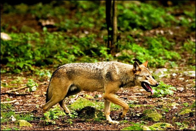 Danish police wait for forensic results in ‘wolf killing’ case