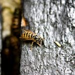 Plague of wasps is sting in the tail for Danish pest control