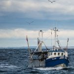 Big fish numbers up in North Sea: Danish study