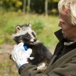 Danish authorities make cheesy attempt to catch raccoon dogs