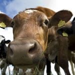 Danish dairy giant to test carbon footprint of farmers