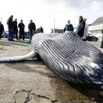 Danish scientists to dissect humpback whale at aquarium parking lot