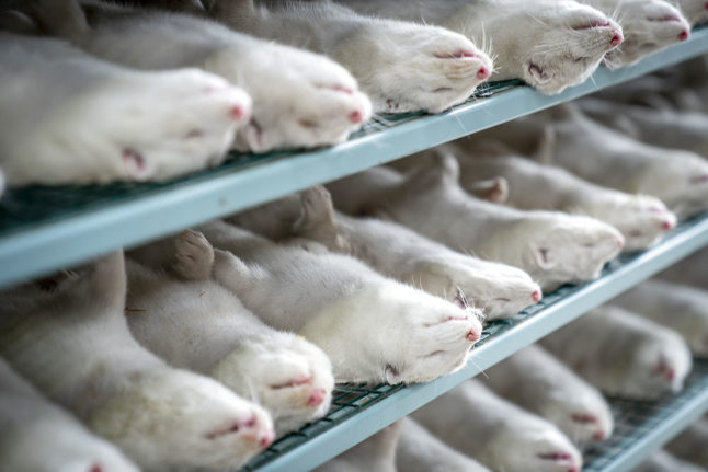 Denmark to spend billions on compensation deal for mink farmers
