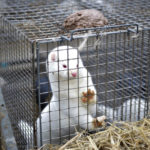 Will Denmark see the return of mink farms in 2022?