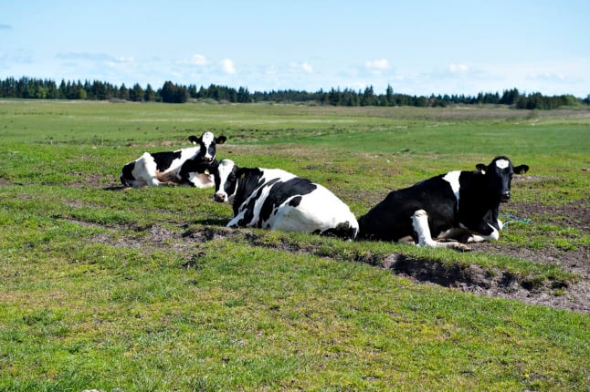 Cattle near Danish city drank polluted water ‘for years’